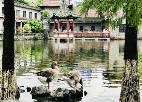 東莞園怎麼樣 你可以從幾個角度來探討這個主題